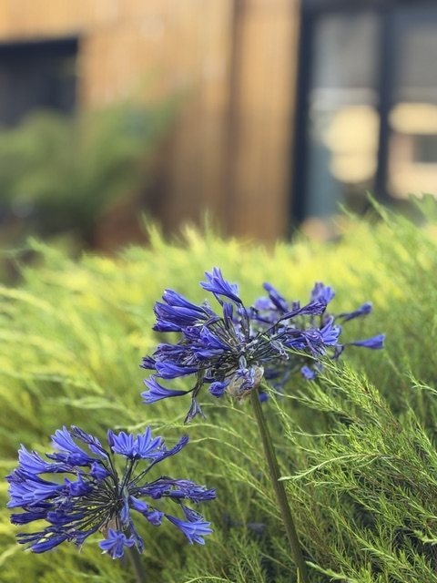 Le jardin de La Source, tiers-lieu du Groupe HOME à Landerneau